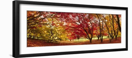 Autumn Foliage of Japanese Maple (Acer) Tree, England, Uk-Jon Arnold-Framed Photographic Print