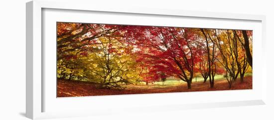 Autumn Foliage of Japanese Maple (Acer) Tree, England, Uk-Jon Arnold-Framed Photographic Print