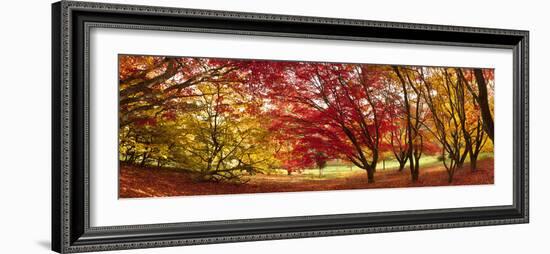 Autumn Foliage of Japanese Maple (Acer) Tree, England, Uk-Jon Arnold-Framed Photographic Print