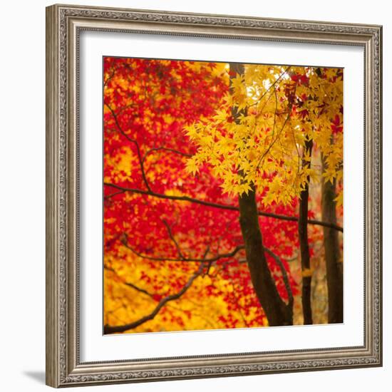 Autumn Foliage of Japanese Maple (Acer) Tree, England, Uk-Jon Arnold-Framed Photographic Print