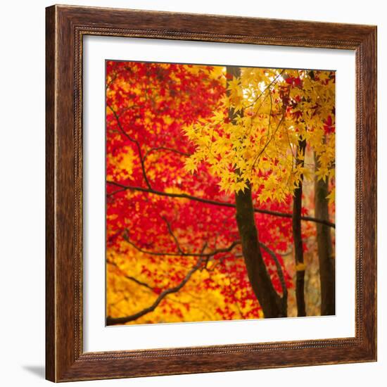 Autumn Foliage of Japanese Maple (Acer) Tree, England, Uk-Jon Arnold-Framed Photographic Print