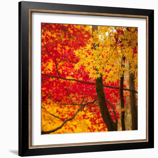 Autumn Foliage of Japanese Maple (Acer) Tree, England, Uk-Jon Arnold-Framed Photographic Print