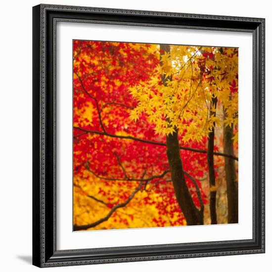 Autumn Foliage of Japanese Maple (Acer) Tree, England, Uk-Jon Arnold-Framed Photographic Print