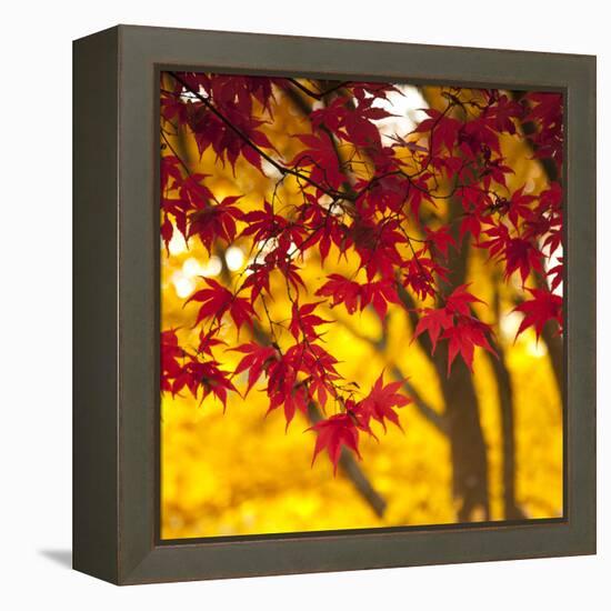 Autumn Foliage of Japanese Maple (Acer) Tree, England, Uk-Jon Arnold-Framed Premier Image Canvas