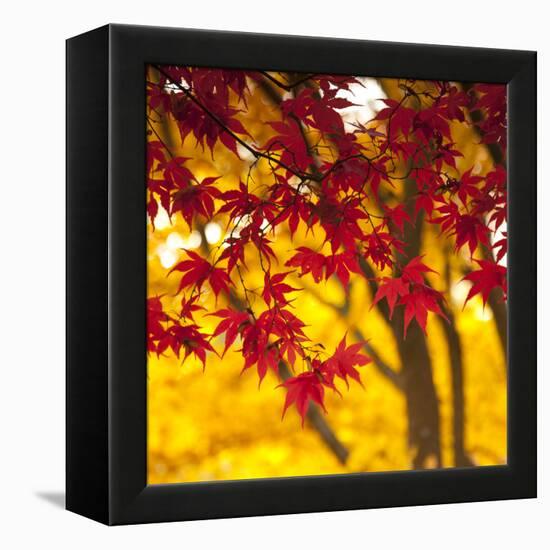 Autumn Foliage of Japanese Maple (Acer) Tree, England, Uk-Jon Arnold-Framed Premier Image Canvas