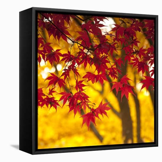 Autumn Foliage of Japanese Maple (Acer) Tree, England, Uk-Jon Arnold-Framed Premier Image Canvas