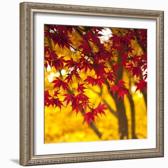 Autumn Foliage of Japanese Maple (Acer) Tree, England, Uk-Jon Arnold-Framed Photographic Print