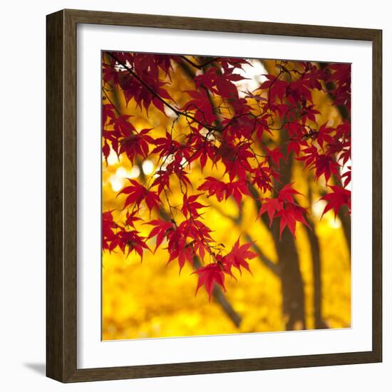 Autumn Foliage of Japanese Maple (Acer) Tree, England, Uk-Jon Arnold-Framed Photographic Print