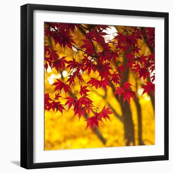 Autumn Foliage of Japanese Maple (Acer) Tree, England, Uk-Jon Arnold-Framed Photographic Print