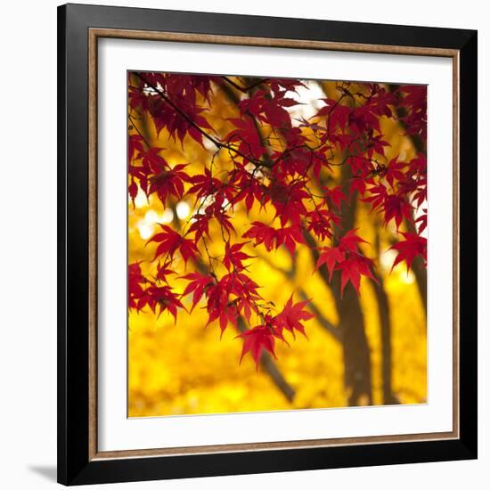 Autumn Foliage of Japanese Maple (Acer) Tree, England, Uk-Jon Arnold-Framed Photographic Print