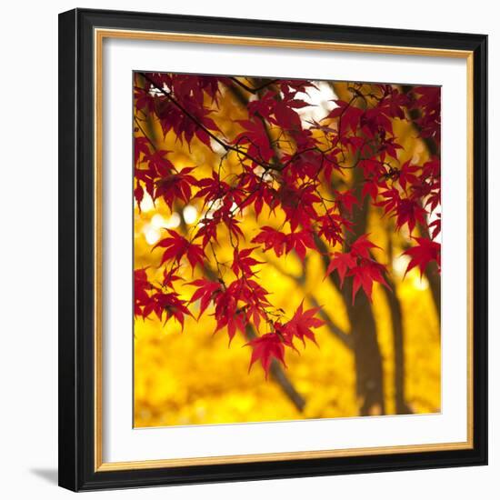 Autumn Foliage of Japanese Maple (Acer) Tree, England, Uk-Jon Arnold-Framed Photographic Print