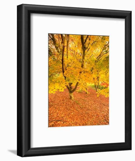 Autumn Foliage of Japanese Maple (Acer) Tree, England, Uk-Jon Arnold-Framed Photographic Print