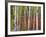 Autumn Foliage, South Dakota, USA-Walter Bibikow-Framed Photographic Print