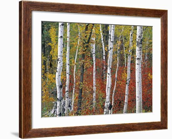 Autumn Foliage, South Dakota, USA-Walter Bibikow-Framed Photographic Print