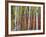 Autumn Foliage, South Dakota, USA-Walter Bibikow-Framed Photographic Print