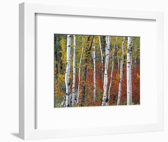 Autumn Foliage, South Dakota, USA-Walter Bibikow-Framed Photographic Print