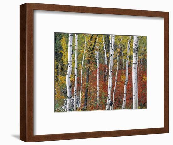 Autumn Foliage, South Dakota, USA-Walter Bibikow-Framed Photographic Print