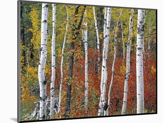 Autumn Foliage, South Dakota, USA-Walter Bibikow-Mounted Photographic Print