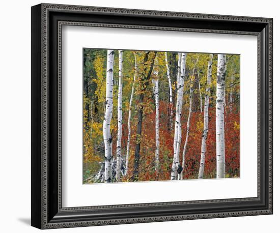 Autumn Foliage, South Dakota, USA-Walter Bibikow-Framed Photographic Print