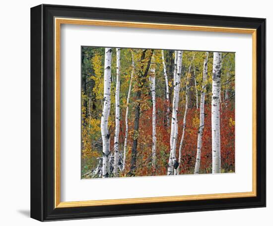 Autumn Foliage, South Dakota, USA-Walter Bibikow-Framed Photographic Print