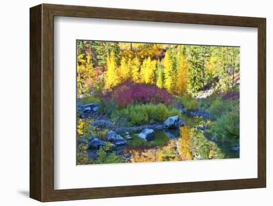 Autumn foliage, Tumwater Canyon, Wenatchee National Forest, WA.-Michel Hersen-Framed Photographic Print