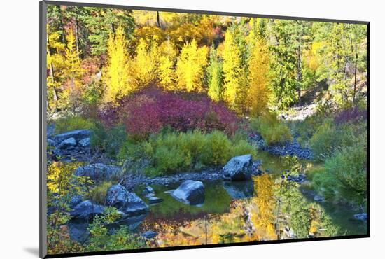 Autumn foliage, Tumwater Canyon, Wenatchee National Forest, WA.-Michel Hersen-Mounted Photographic Print