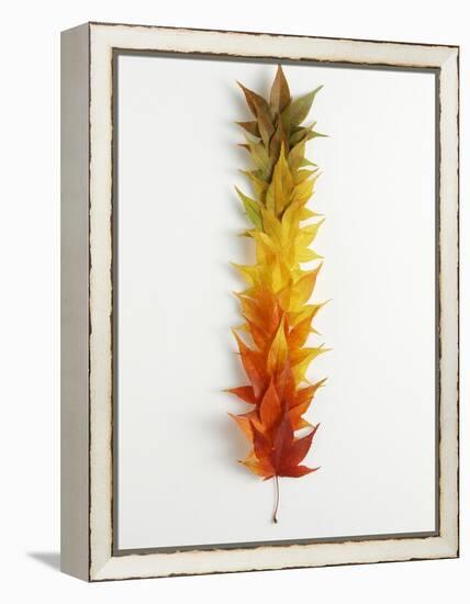 Autumn Foliage-null-Framed Premier Image Canvas