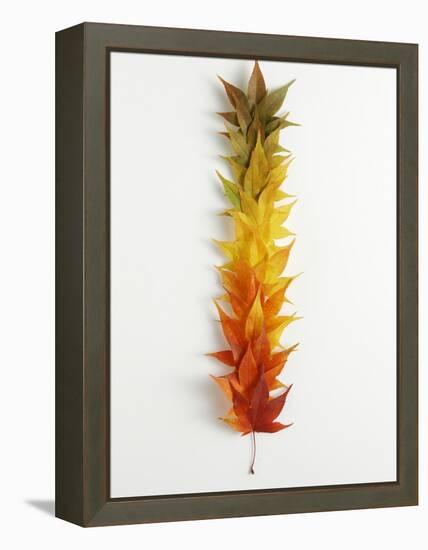 Autumn Foliage-null-Framed Premier Image Canvas