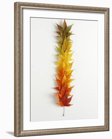 Autumn Foliage-null-Framed Photographic Print