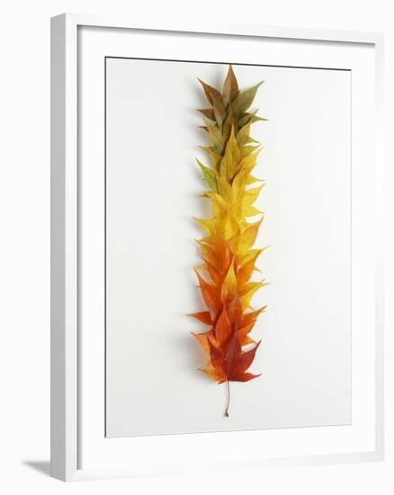 Autumn Foliage-null-Framed Photographic Print