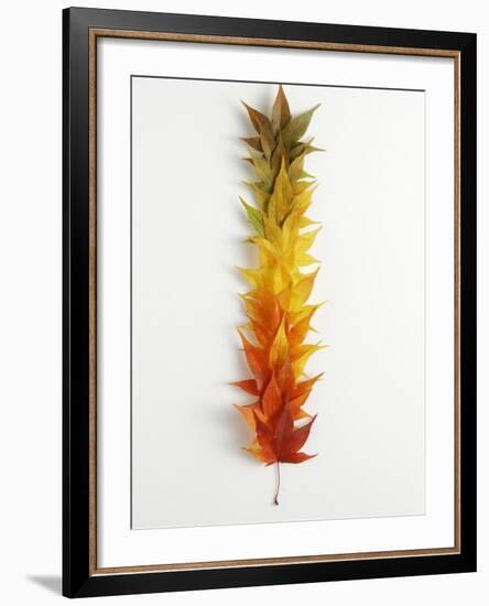 Autumn Foliage-null-Framed Photographic Print