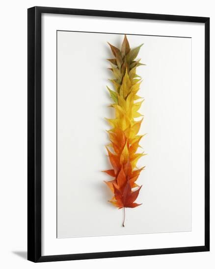 Autumn Foliage-null-Framed Photographic Print