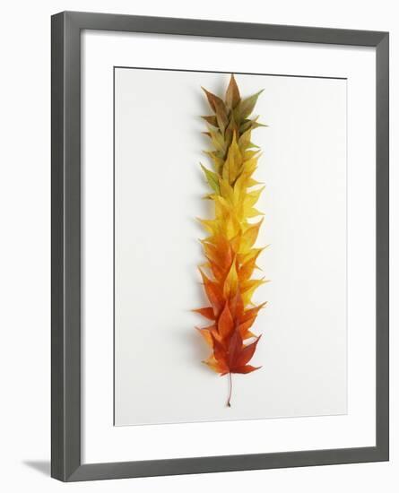 Autumn Foliage-null-Framed Photographic Print