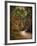 Autumn Forest 2-Jai Johnson-Framed Photographic Print