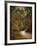 Autumn Forest 2-Jai Johnson-Framed Photographic Print