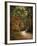 Autumn Forest 2-Jai Johnson-Framed Photographic Print