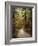 Autumn Forest 4-Jai Johnson-Framed Photographic Print