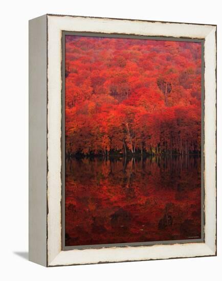 Autumn Forest and Lake-null-Framed Premier Image Canvas