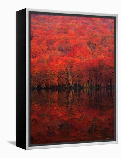 Autumn Forest and Lake-null-Framed Premier Image Canvas