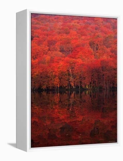 Autumn Forest and Lake-null-Framed Premier Image Canvas