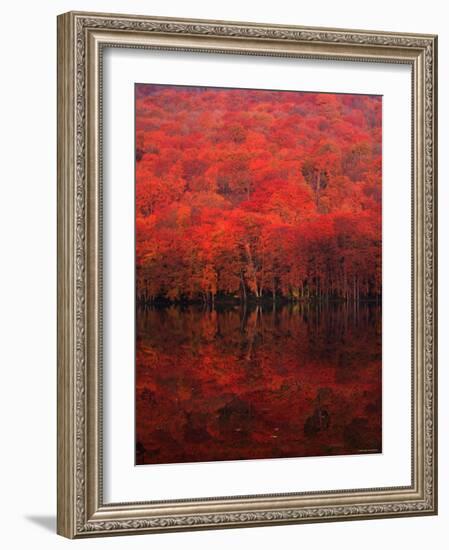 Autumn Forest and Lake-null-Framed Photographic Print