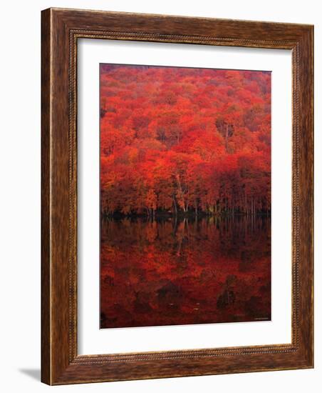 Autumn Forest and Lake-null-Framed Photographic Print