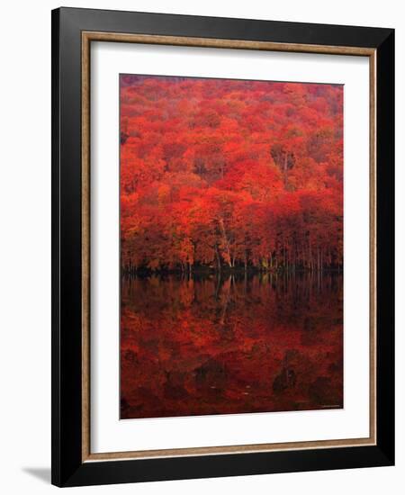 Autumn Forest and Lake-null-Framed Photographic Print