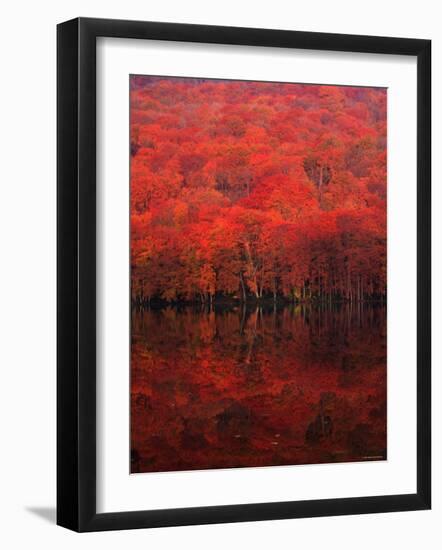 Autumn Forest and Lake-null-Framed Photographic Print