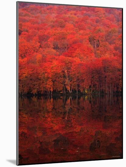 Autumn Forest and Lake-null-Mounted Photographic Print