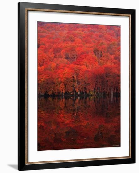 Autumn Forest and Lake-null-Framed Photographic Print