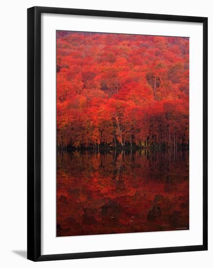 Autumn Forest and Lake-null-Framed Photographic Print