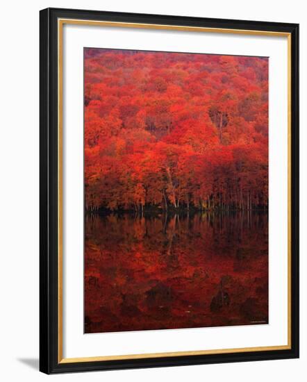 Autumn Forest and Lake-null-Framed Photographic Print