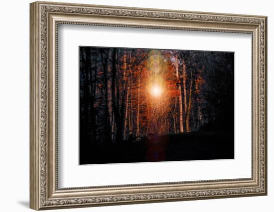 Autumn forest at sundown, Stuttgart, Baden-Wurttemberg, Germany [M]-Michael Hartmann-Framed Photographic Print