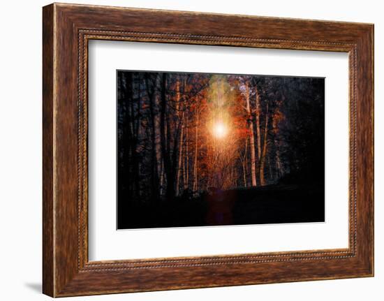 Autumn forest at sundown, Stuttgart, Baden-Wurttemberg, Germany [M]-Michael Hartmann-Framed Photographic Print